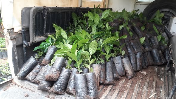 Coffee Harvest